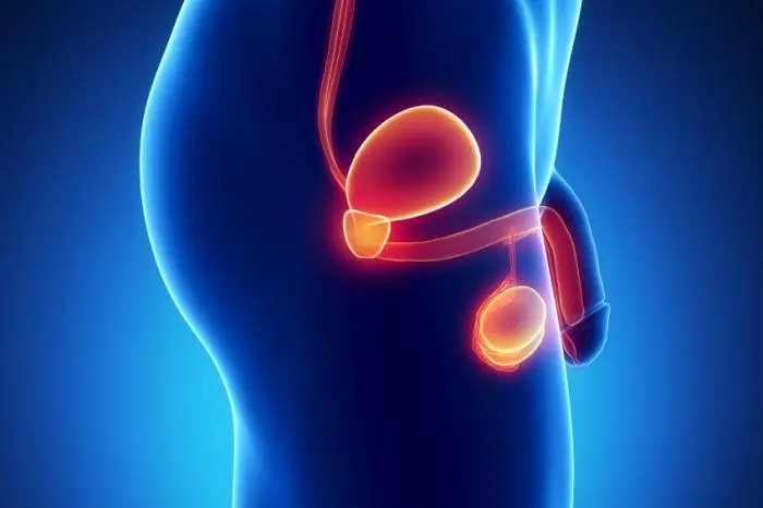 Hypogonadal Recovery