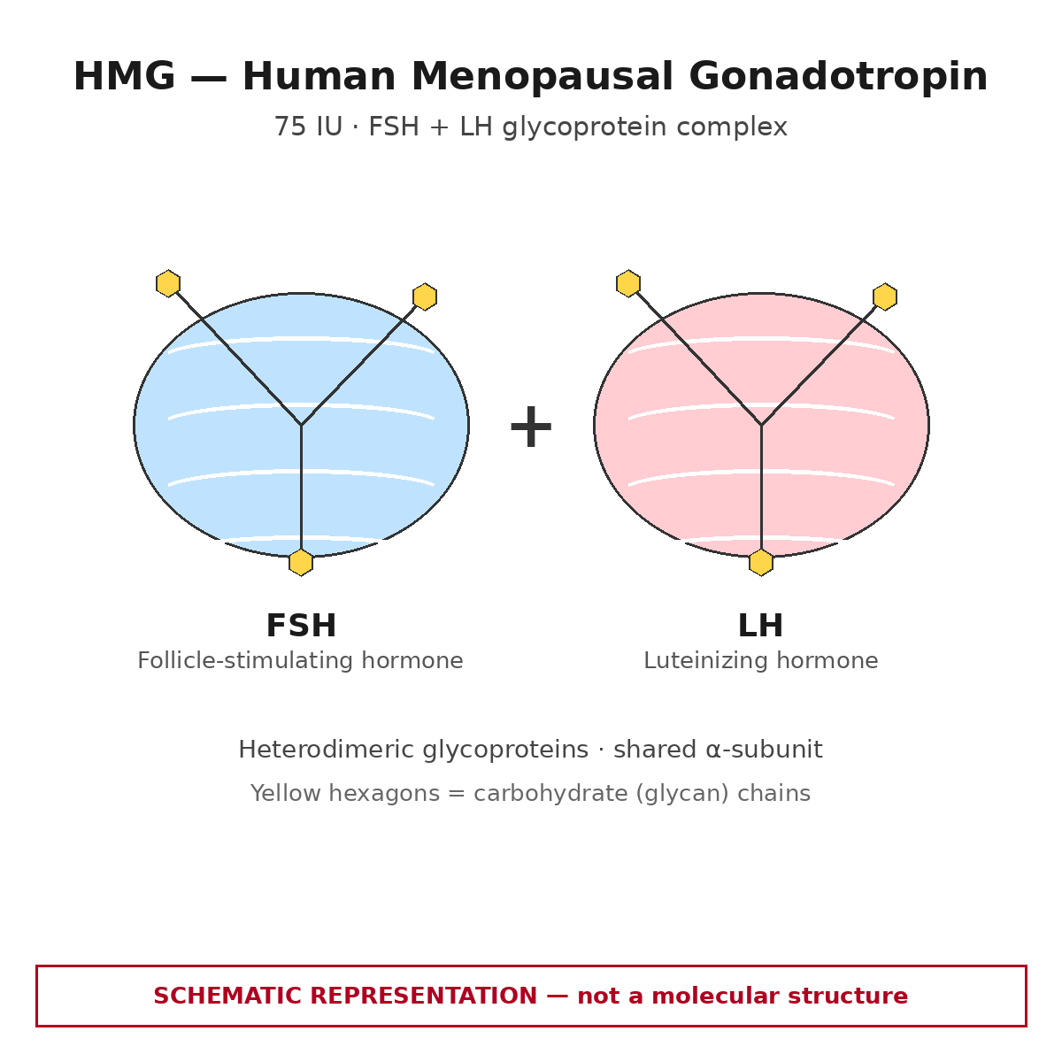 HMG 75IU — schematic of HMG as an FSH plus LH glycoprotein complex.